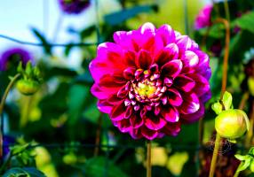 Annelise ROTH - Annelie R Photography